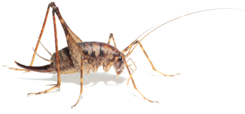 賀  本系大三林正文同學獲台灣昆蟲學會頒發「佐藤教授昆蟲分類學術獎」圖片