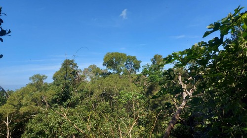 賀！本系碩士班林亮辰同學榮獲 2025 年森林資源永續發展研討會 「學生海報發表（林學組）」 第一名圖片