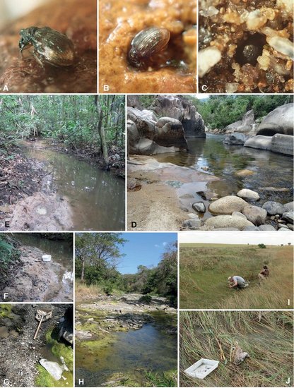 本系費卡契助理教授發表角胸牙甲(Epimetopidae)之屬級親緣關係以及Eupotemus屬之分類檢討圖片