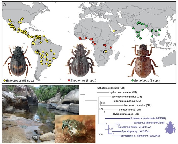 本系費卡契助理教授發表角胸牙甲(Epimetopidae)之屬級親緣關係以及Eupotemus屬之分類檢討圖片