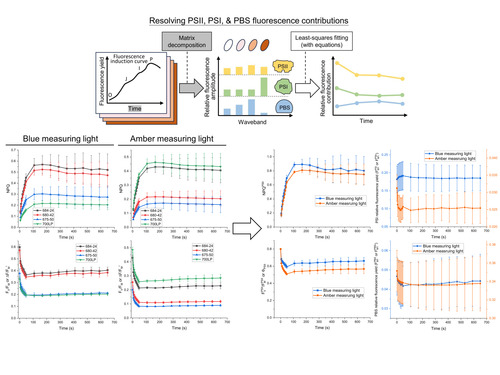 傅瀚儀老師團隊解析光合作用螢光中的各成分貢獻圖片