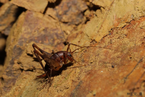 賀 本系大三林正文同學榮獲 2025 第 46 屆 台灣昆蟲學會年會系統分類、族群遺傳與演化組海報競賽優勝圖片
