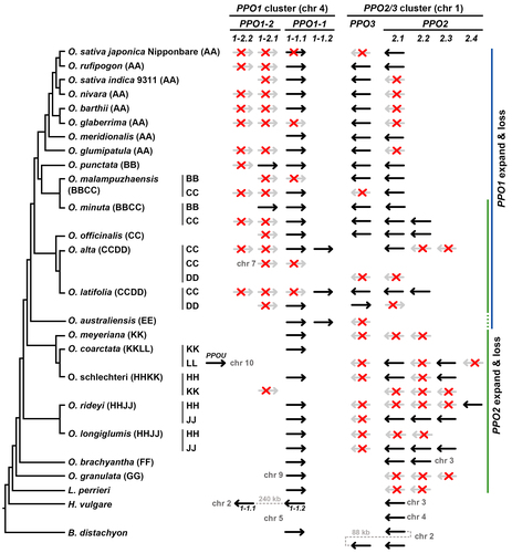 黃明德老師研究團隊 - 多酚氧化酶基因在稻屬植物之分佈及演化圖片